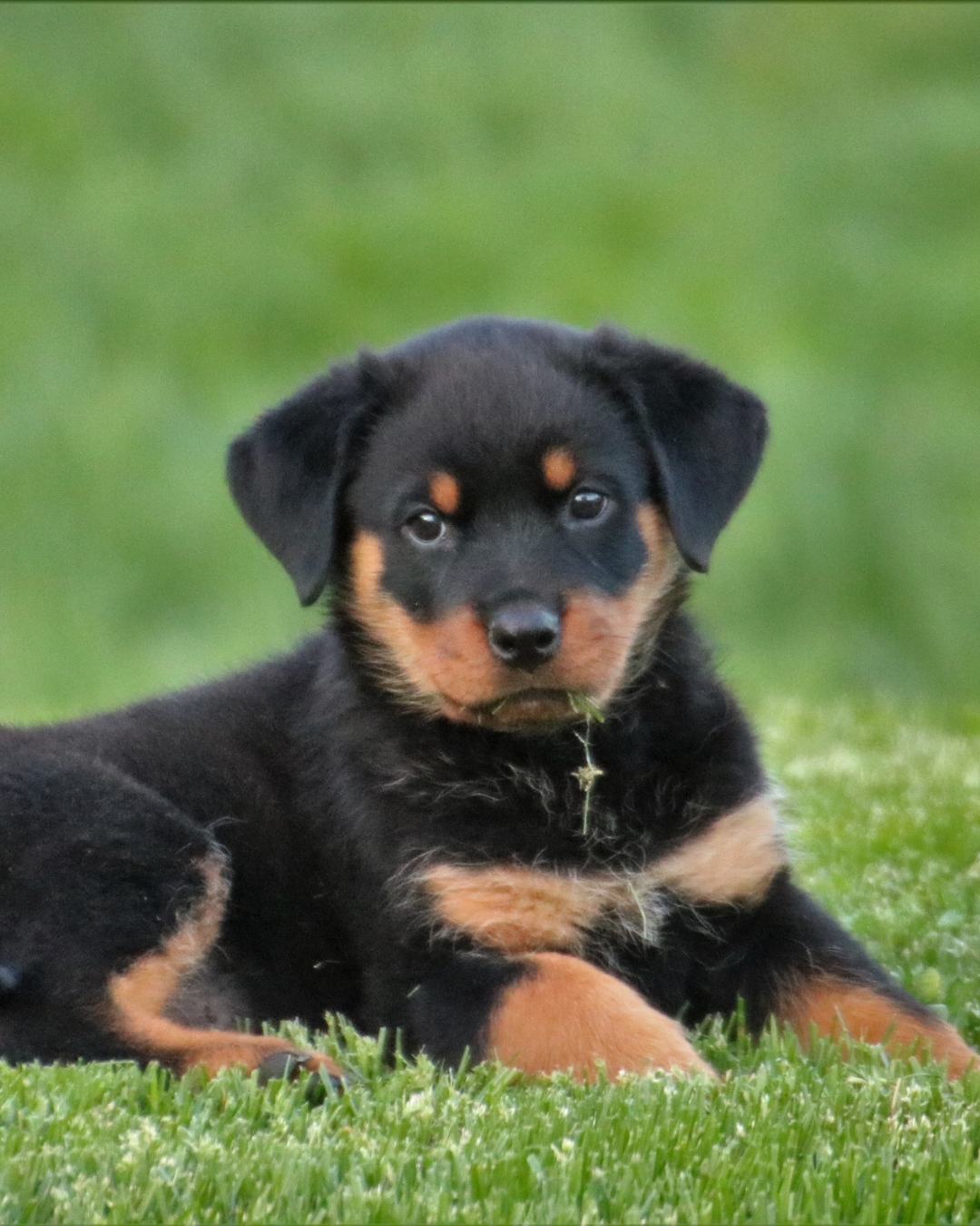 Éveil du chiot